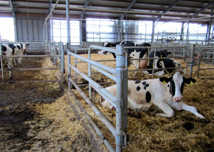 Dairy