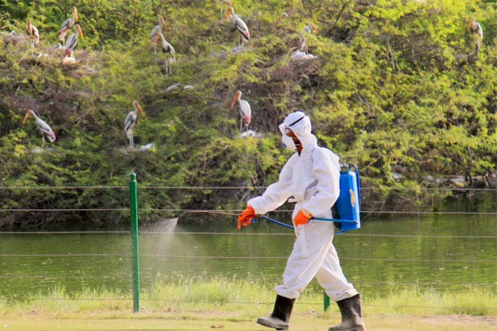 Bird Flu